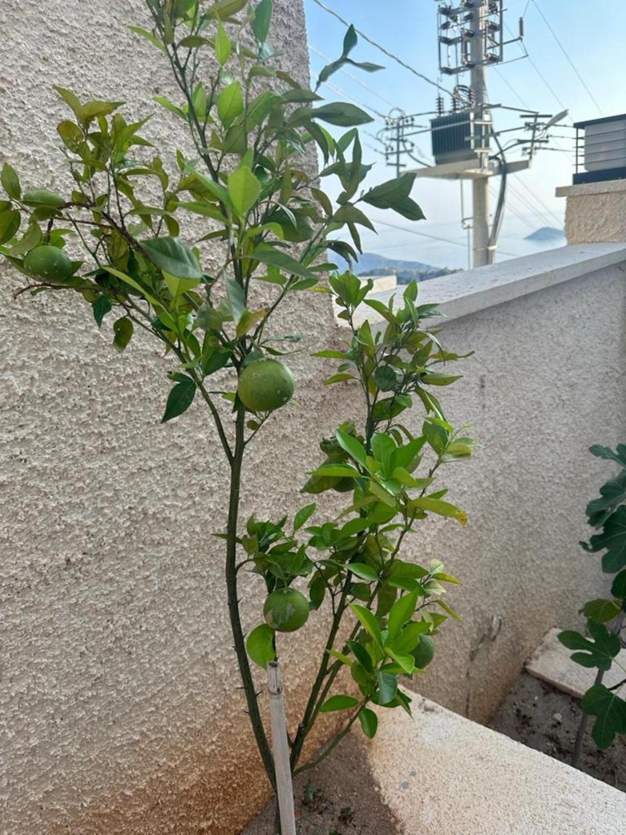 Kalkan Villa Beauty Honeymoon Kaş Eksteriør billede